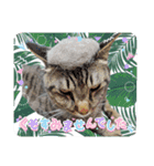 猫あつまる（個別スタンプ：10）