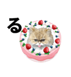 猫あつまる（個別スタンプ：13）