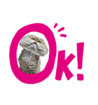 猫あつまる（個別スタンプ：14）