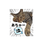 猫あつまる（個別スタンプ：15）