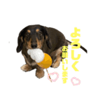 のちこスタンプ（個別スタンプ：9）