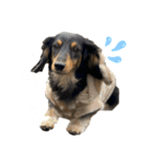 のちこスタンプ（個別スタンプ：13）