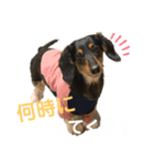 のちこスタンプ（個別スタンプ：15）