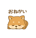 甘えん坊ふわふわ柴犬スタンプ（個別スタンプ：1）