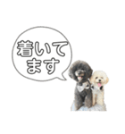 よく使う言葉たち 3（個別スタンプ：20）