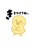 【毎日使える】ひよこスタンプセット3（個別スタンプ：33）