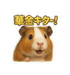 週末だ！モルモットのご褒美ラインスタンプ（個別スタンプ：1）