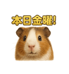 週末だ！モルモットのご褒美ラインスタンプ（個別スタンプ：2）