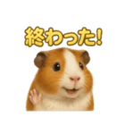 週末だ！モルモットのご褒美ラインスタンプ（個別スタンプ：11）