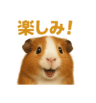 週末だ！モルモットのご褒美ラインスタンプ（個別スタンプ：13）