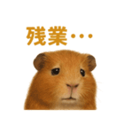 週末だ！モルモットのご褒美ラインスタンプ（個別スタンプ：16）