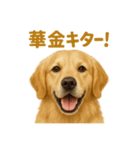 週末だ！ゴールデンレトリバーのご褒美（個別スタンプ：1）