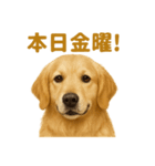 週末だ！ゴールデンレトリバーのご褒美（個別スタンプ：2）