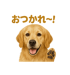 週末だ！ゴールデンレトリバーのご褒美（個別スタンプ：5）