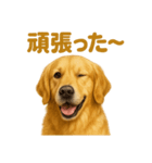 週末だ！ゴールデンレトリバーのご褒美（個別スタンプ：8）
