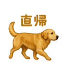 週末だ！ゴールデンレトリバーのご褒美（個別スタンプ：9）