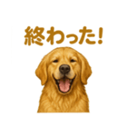 週末だ！ゴールデンレトリバーのご褒美（個別スタンプ：11）