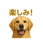 週末だ！ゴールデンレトリバーのご褒美（個別スタンプ：13）