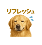 週末だ！ゴールデンレトリバーのご褒美（個別スタンプ：14）