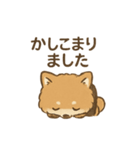従順ふわふわ柴犬スタンプ（個別スタンプ：1）