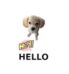 チワックスの挨拶✼haru✼（個別スタンプ：3）