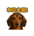 週末だ！ミニチュアダックスフンドのご褒美（個別スタンプ：2）