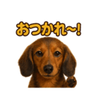 週末だ！ミニチュアダックスフンドのご褒美（個別スタンプ：4）