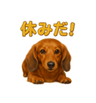 週末だ！ミニチュアダックスフンドのご褒美（個別スタンプ：5）