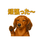 週末だ！ミニチュアダックスフンドのご褒美（個別スタンプ：8）