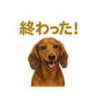 週末だ！ミニチュアダックスフンドのご褒美（個別スタンプ：11）