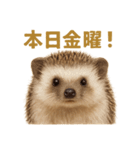 週末だ！ハリネズミのご褒美ラインスタンプ（個別スタンプ：2）