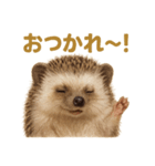 週末だ！ハリネズミのご褒美ラインスタンプ（個別スタンプ：4）