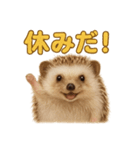 週末だ！ハリネズミのご褒美ラインスタンプ（個別スタンプ：5）