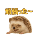 週末だ！ハリネズミのご褒美ラインスタンプ（個別スタンプ：8）