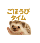 週末だ！ハリネズミのご褒美ラインスタンプ（個別スタンプ：10）