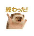 週末だ！ハリネズミのご褒美ラインスタンプ（個別スタンプ：11）
