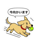 名前入りダックス：スムースイエロー（個別スタンプ：10）