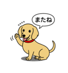 名前入りダックス：スムースイエロー（個別スタンプ：14）