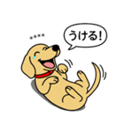 名前入りダックス：スムースイエロー（個別スタンプ：22）