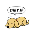 名前入りダックス：スムースイエロー（個別スタンプ：24）