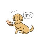 名前入りダックス：ロングイエロー（個別スタンプ：6）