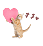 にゃんとも！好きしか勝たん！ハート子猫（個別スタンプ：1）