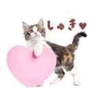 にゃんとも！好きしか勝たん！ハート子猫（個別スタンプ：2）