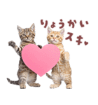 にゃんとも！好きしか勝たん！ハート子猫（個別スタンプ：3）