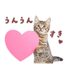 にゃんとも！好きしか勝たん！ハート子猫（個別スタンプ：4）