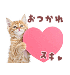 にゃんとも！好きしか勝たん！ハート子猫（個別スタンプ：5）