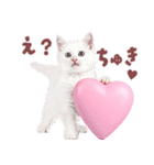 にゃんとも！好きしか勝たん！ハート子猫（個別スタンプ：6）