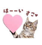 にゃんとも！好きしか勝たん！ハート子猫（個別スタンプ：7）