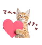 にゃんとも！好きしか勝たん！ハート子猫（個別スタンプ：8）