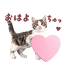 にゃんとも！好きしか勝たん！ハート子猫（個別スタンプ：9）